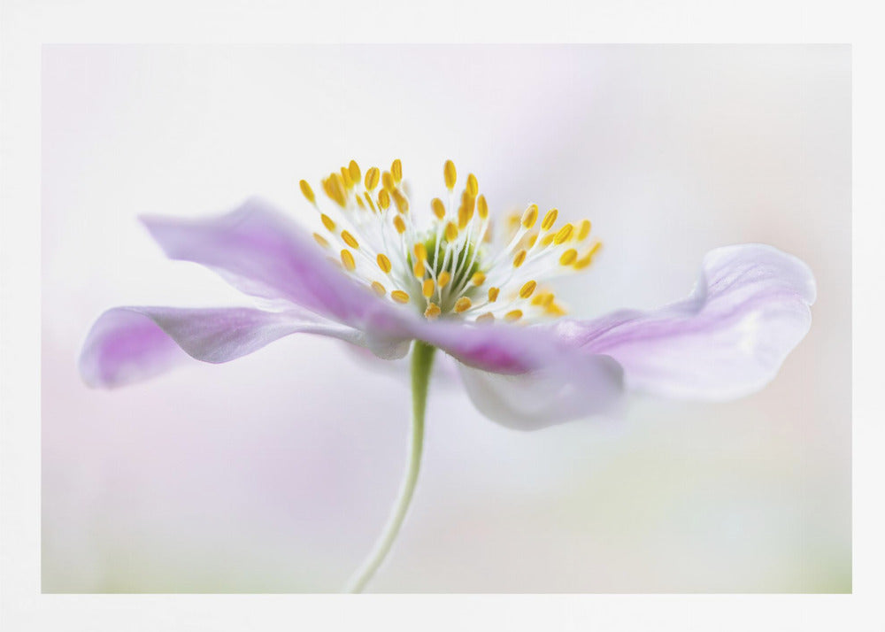 Wood Anemone - Poster / Art Print