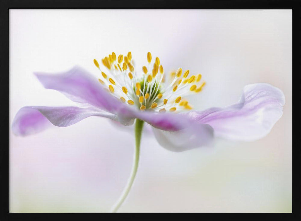 Wood Anemone - Poster / Art Print