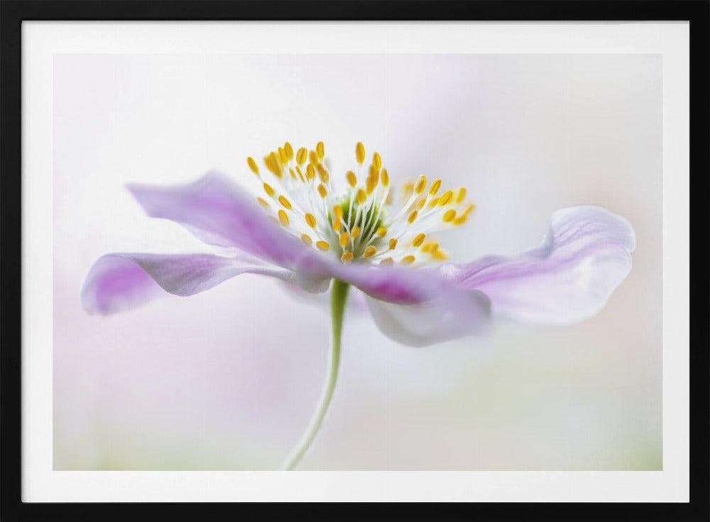 Wood Anemone - Poster / Art Print