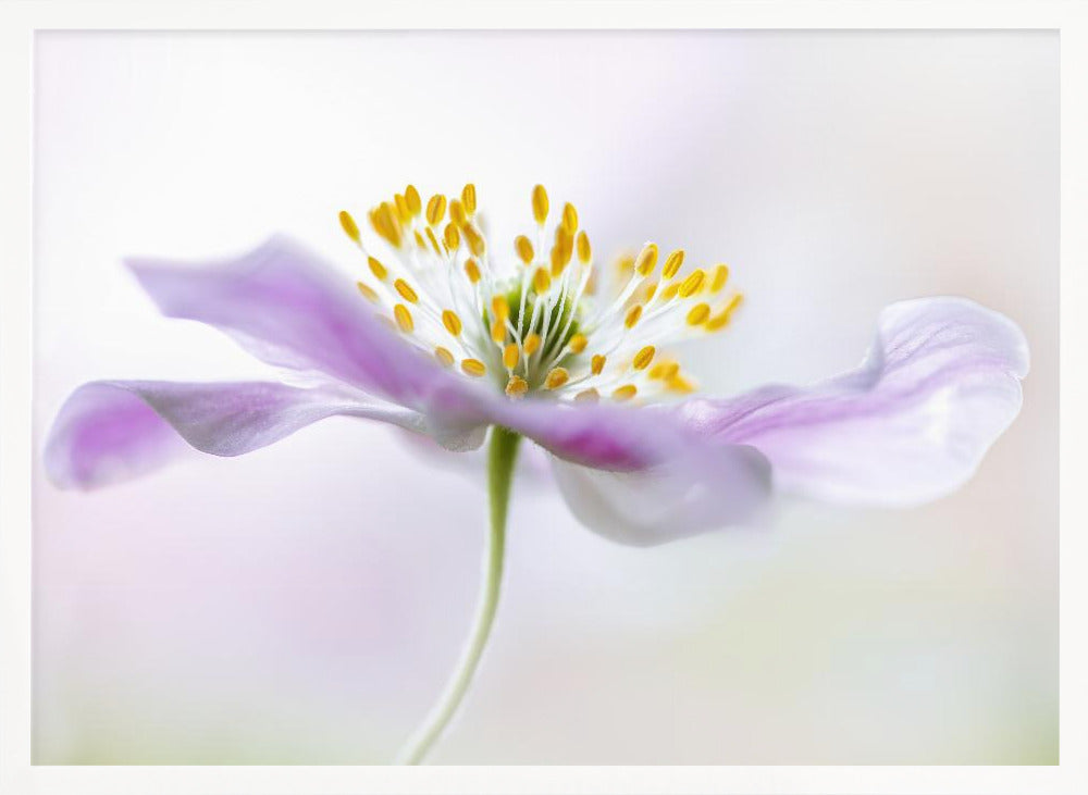 Wood Anemone - Poster / Art Print