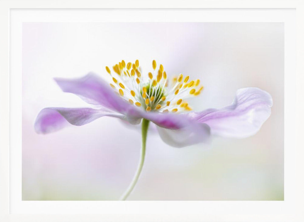 Wood Anemone - Poster / Art Print