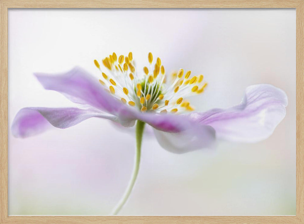 Wood Anemone - Poster / Art Print