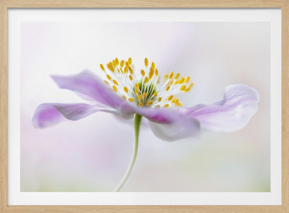Wood Anemone - Poster / Art Print