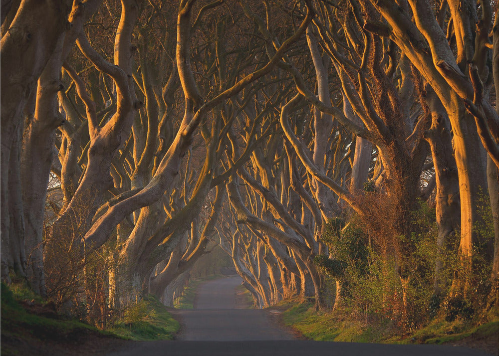 The Dark Hedges in the Morning Sunshine - Poster / Art Print
