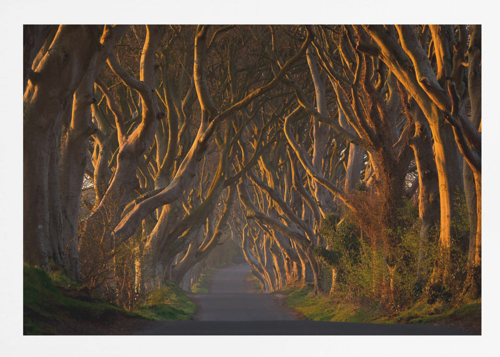 The Dark Hedges in the Morning Sunshine - Poster / Art Print