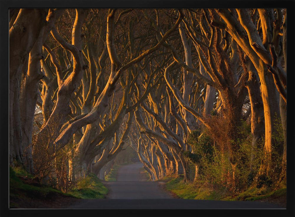 The Dark Hedges in the Morning Sunshine - Poster / Art Print