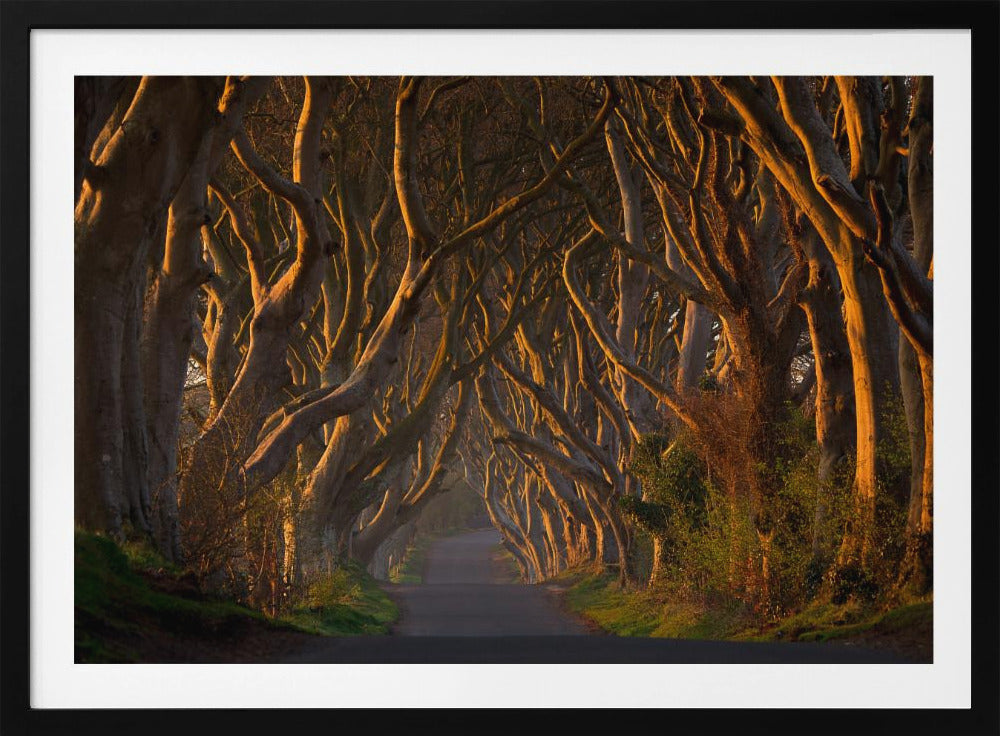 The Dark Hedges in the Morning Sunshine - Poster / Art Print