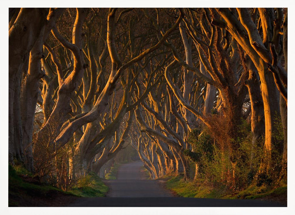 The Dark Hedges in the Morning Sunshine - Poster / Art Print