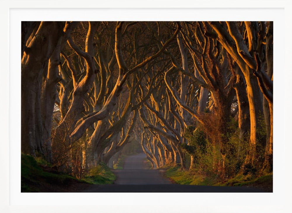 The Dark Hedges in the Morning Sunshine - Poster / Art Print