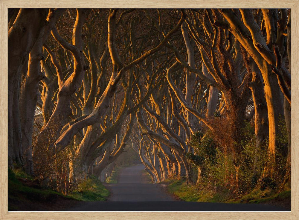 The Dark Hedges in the Morning Sunshine - Poster / Art Print