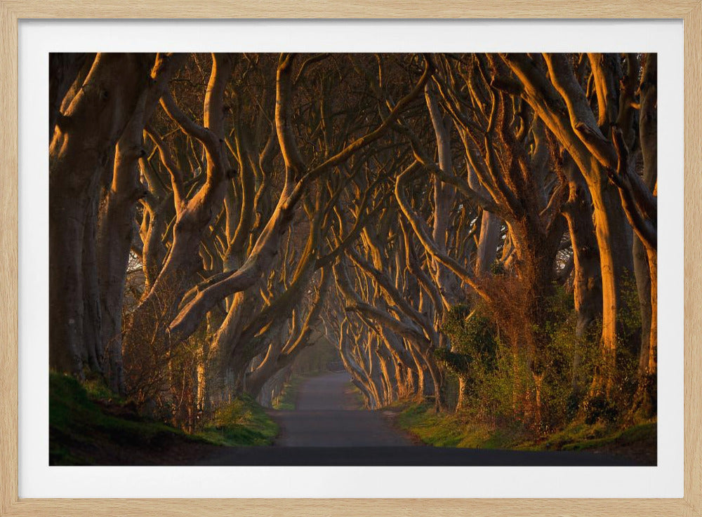 The Dark Hedges in the Morning Sunshine - Poster / Art Print