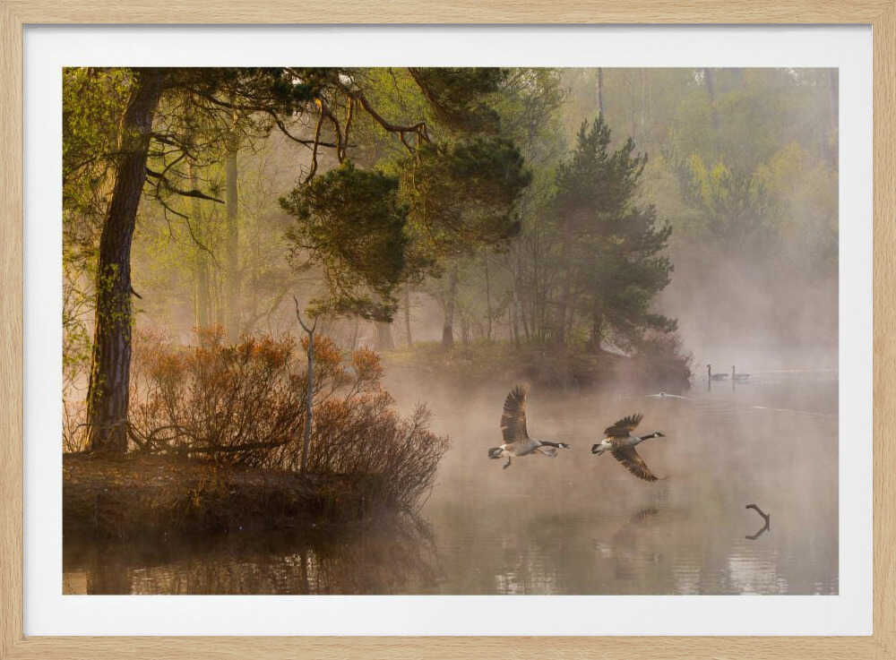 Two geese flying low over a misty forest lake at dawn, a serene nature photograph.