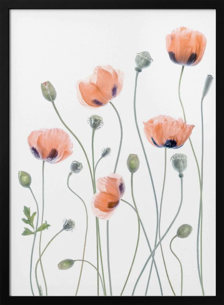 Poppies - Poster / Art Print