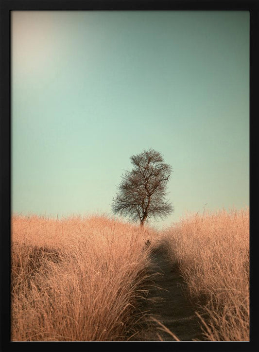 Grass and Path - Poster / Art Print