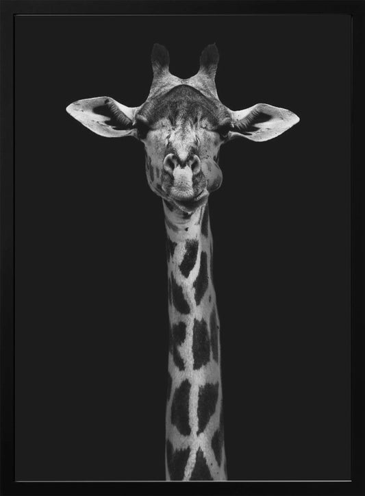 Giraffe Portrait - Poster / Art Print
