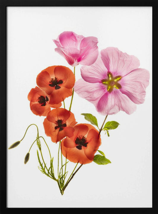 Flower composition III - Poster / Art Print