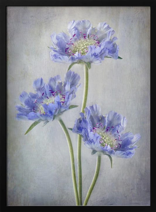Scabiosa - Poster / Art Print
