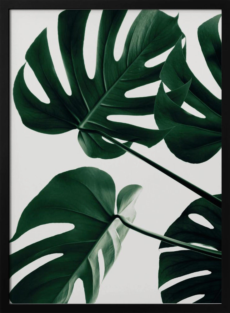 Monstera Natural 43 - Poster / Art Print