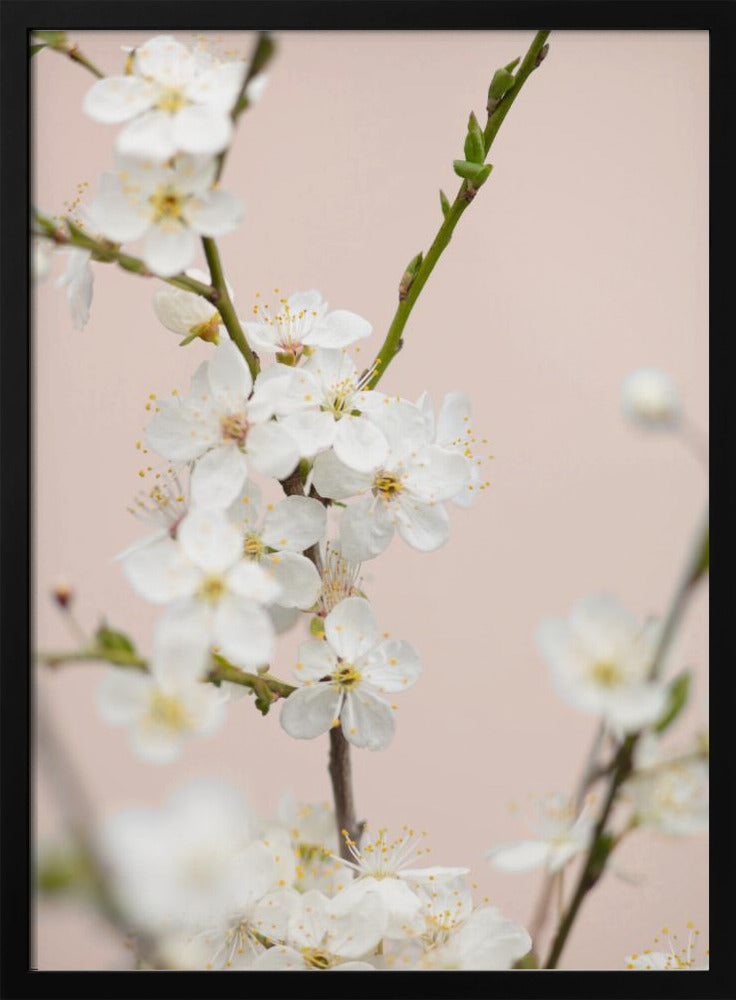 Cherry tree flowers - Poster / Art Print