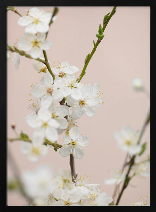 Cherry tree flowers - Poster / Art Print