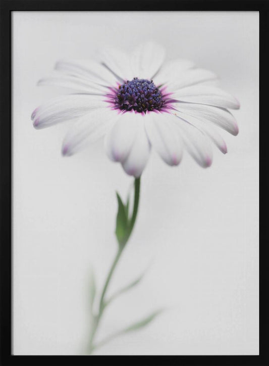 In my garden_3 - Poster / Art Print