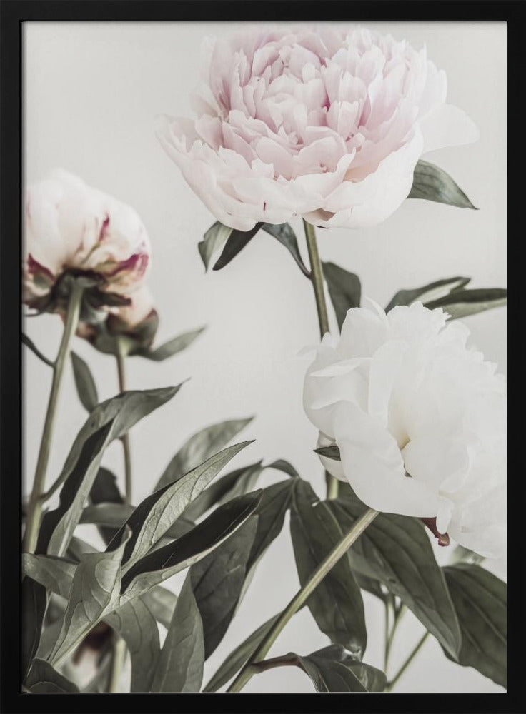 Peony 04 - Poster / Art Print