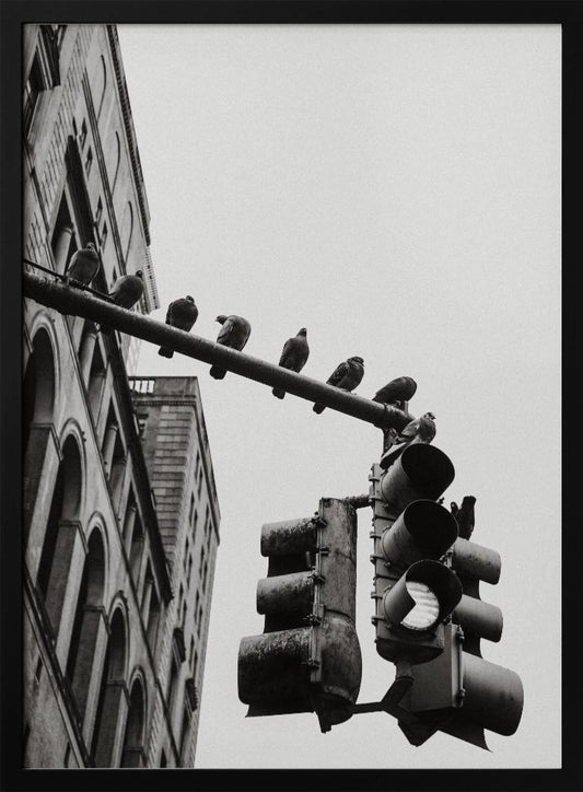 New York City Doves - Poster / Art Print