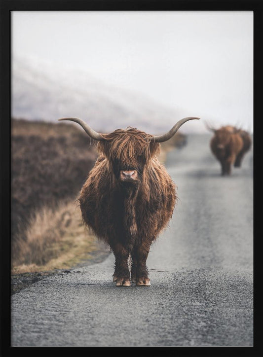 Cow - Poster / Art Print