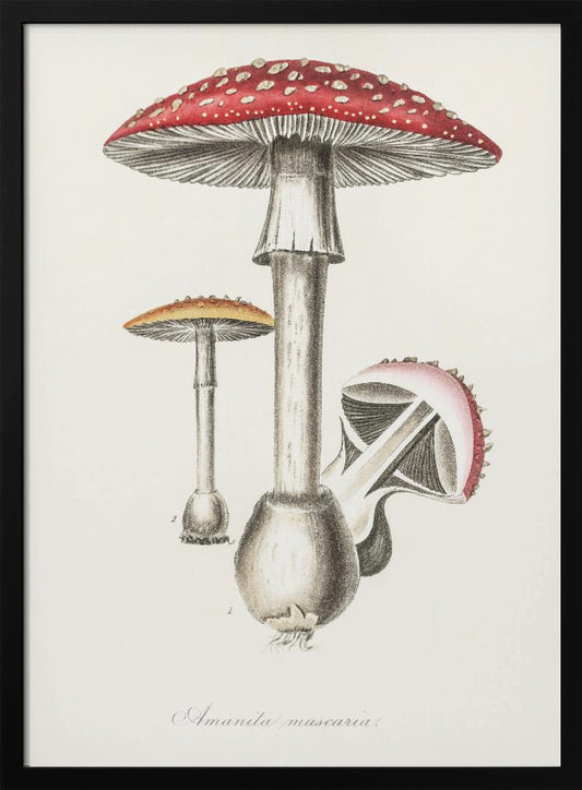 Amanita Muscaria Illustration. Medical Botany 1836 - Poster / Art Print