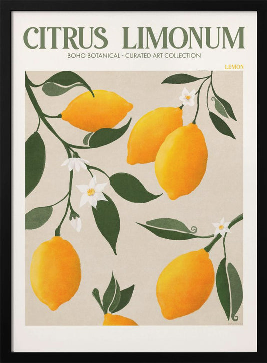 Citrus Limonum - Lemon - Poster / Art Print