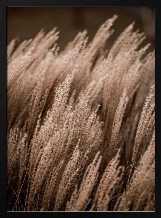 Grass 16 - Poster / Art Print