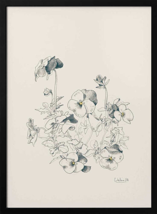 Pansies pencil drawing - Poster / Art Print