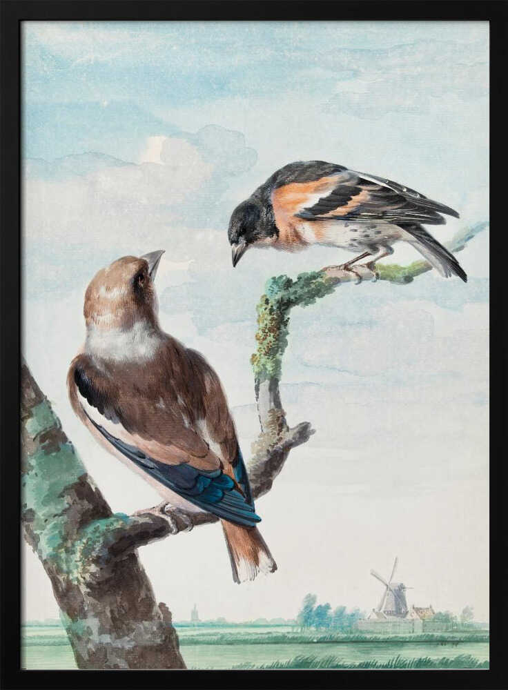 Two Birds  Hawfinch - Poster / Art Print
