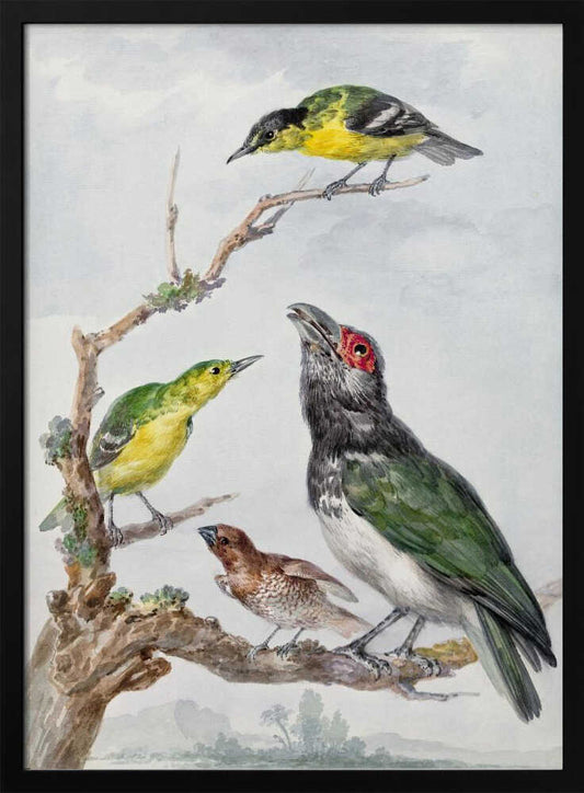 Four Different Birds On a Branch - Poster / Art Print