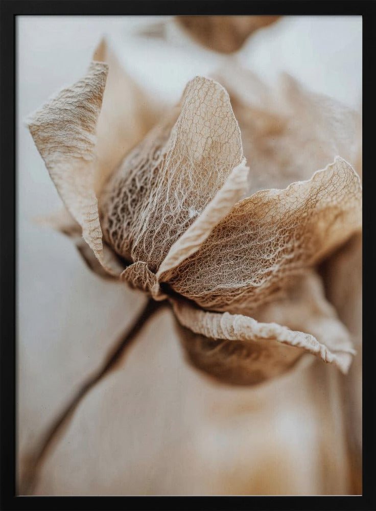 Dry flower detail No 3 - Poster / Art Print