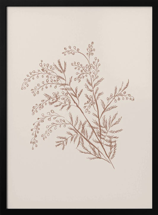 Acacia Botanical Branch - Poster / Art Print