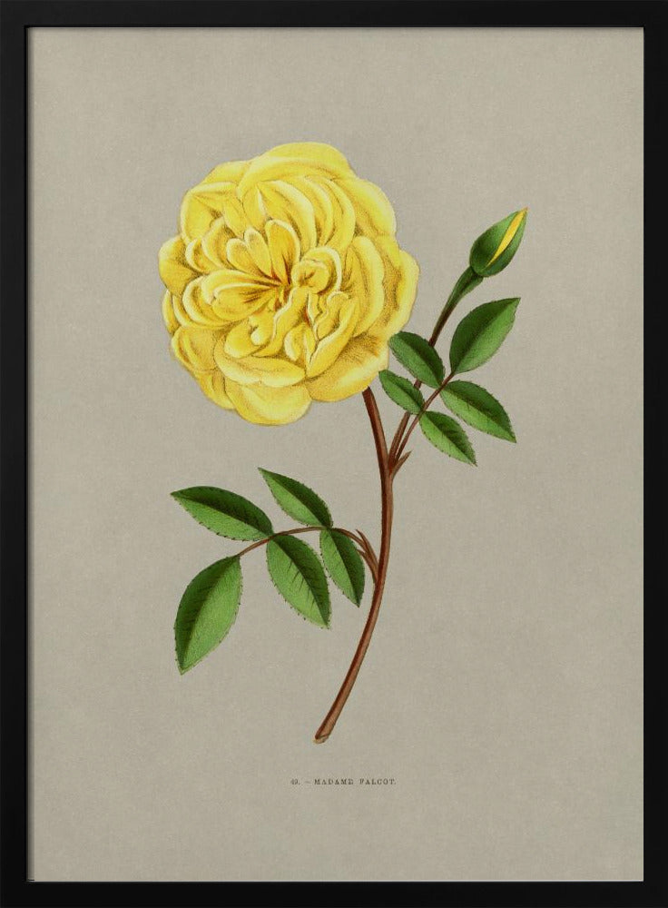 Rose Madame Falcot - Poster / Art Print