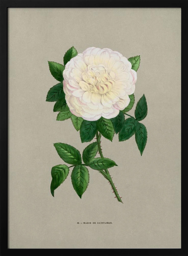 Rose Marie De Saint Jean - Poster / Art Print
