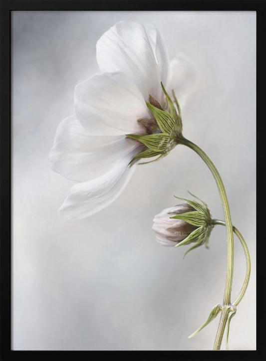 Heavenly Cosmos - Poster / Art Print