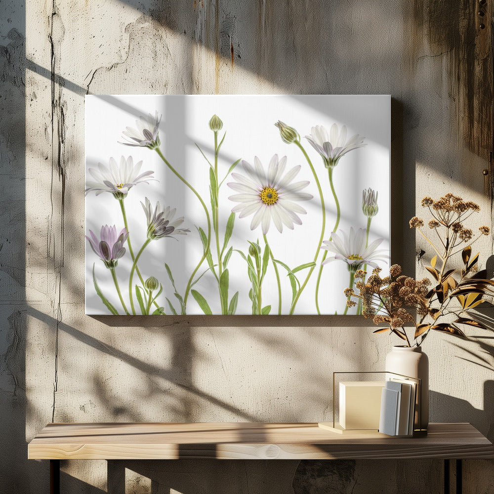 Cape Daisies - Poster / Art Print