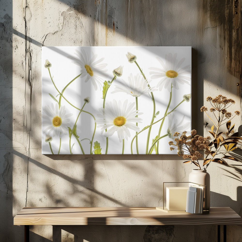 Ox eye Daisies - Poster / Art Print