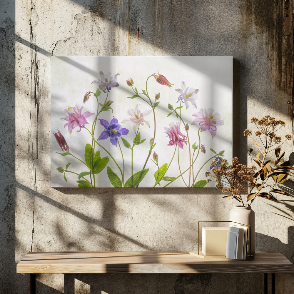 Columbine - Poster / Art Print