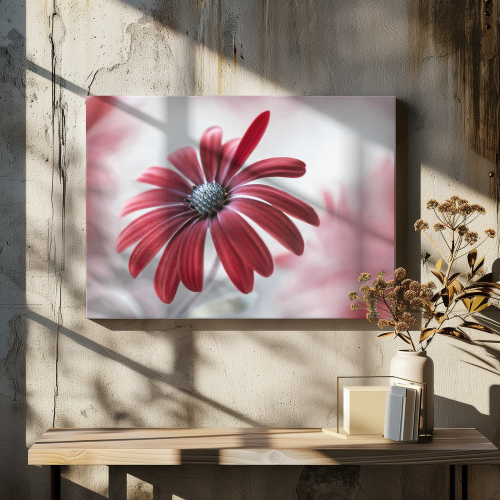 Daisy - Poster / Art Print