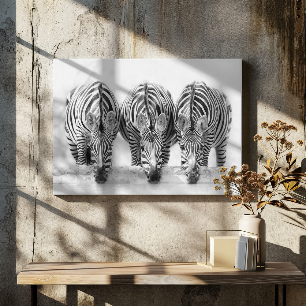 Zebras - Poster / Art Print