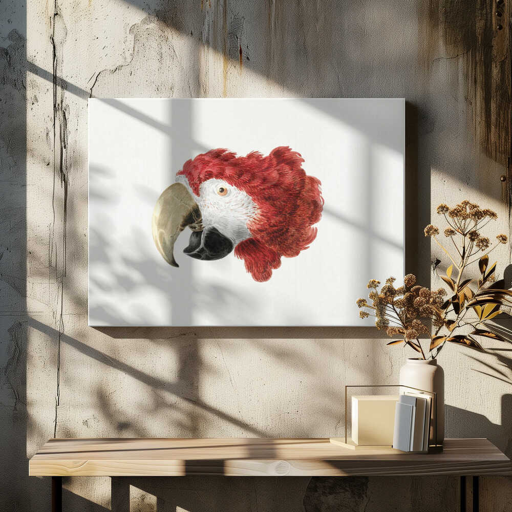 Macaw - Poster / Art Print