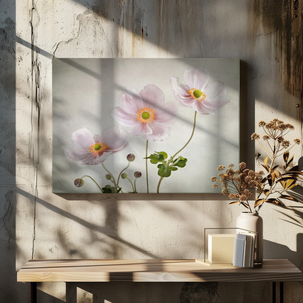 Anemones - Poster / Art Print
