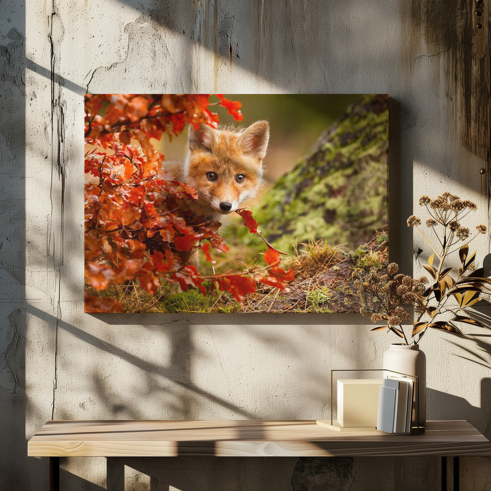 Fox - Poster / Art Print