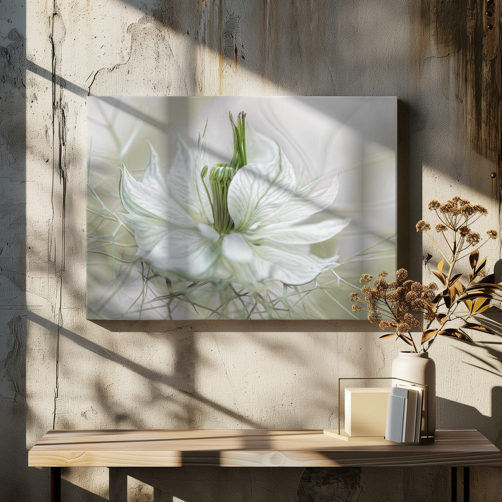 Nigella - Poster / Art Print