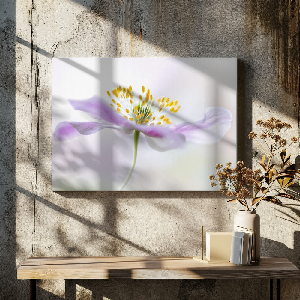 Wood Anemone - Poster / Art Print