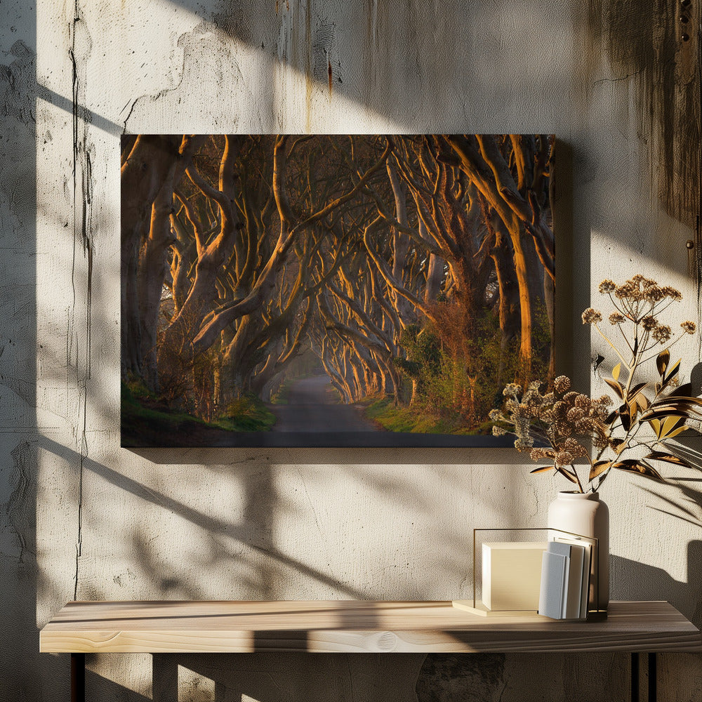 The Dark Hedges in the Morning Sunshine - Poster / Art Print